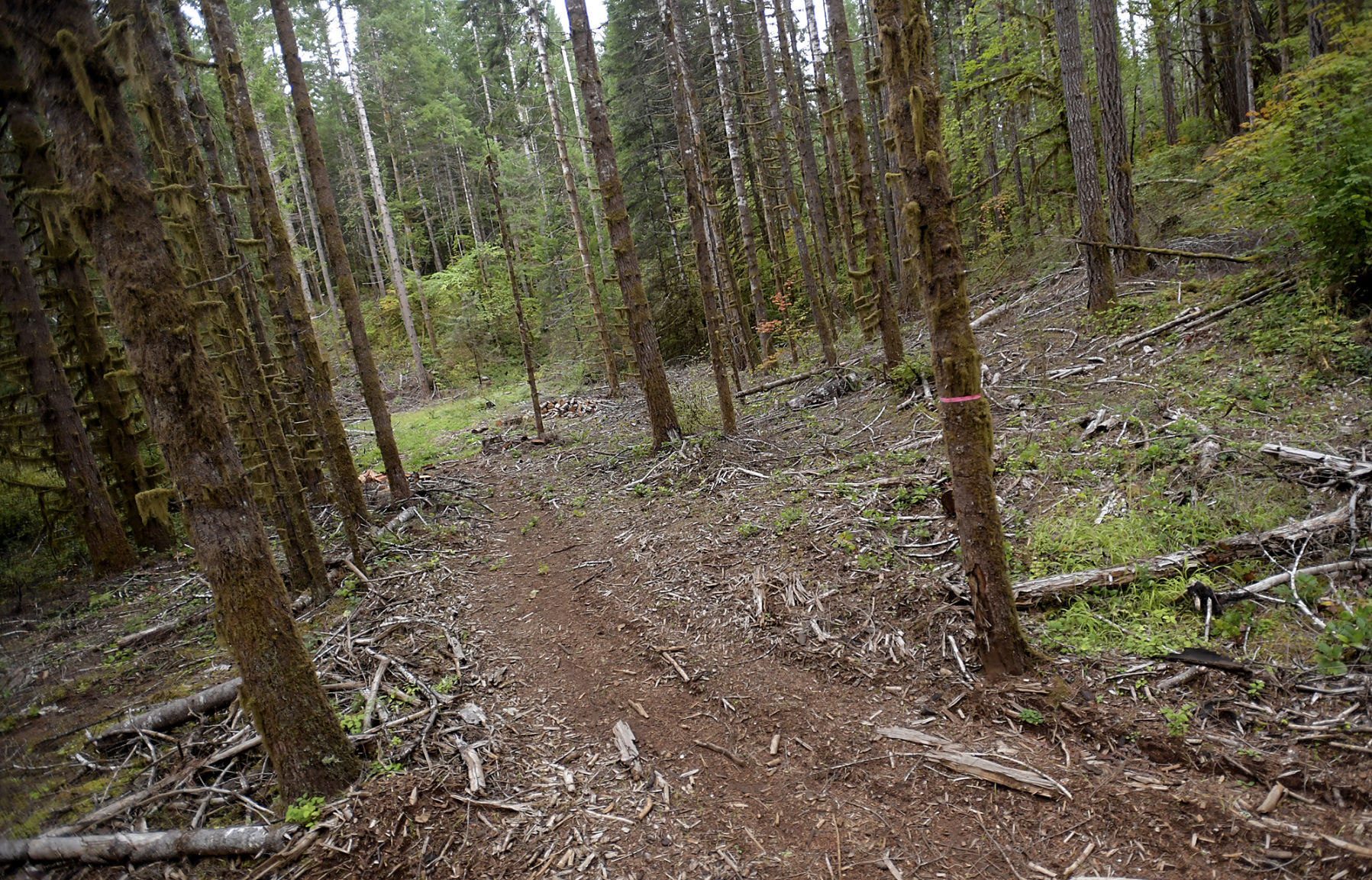 Shiver River Tree Farm12-my